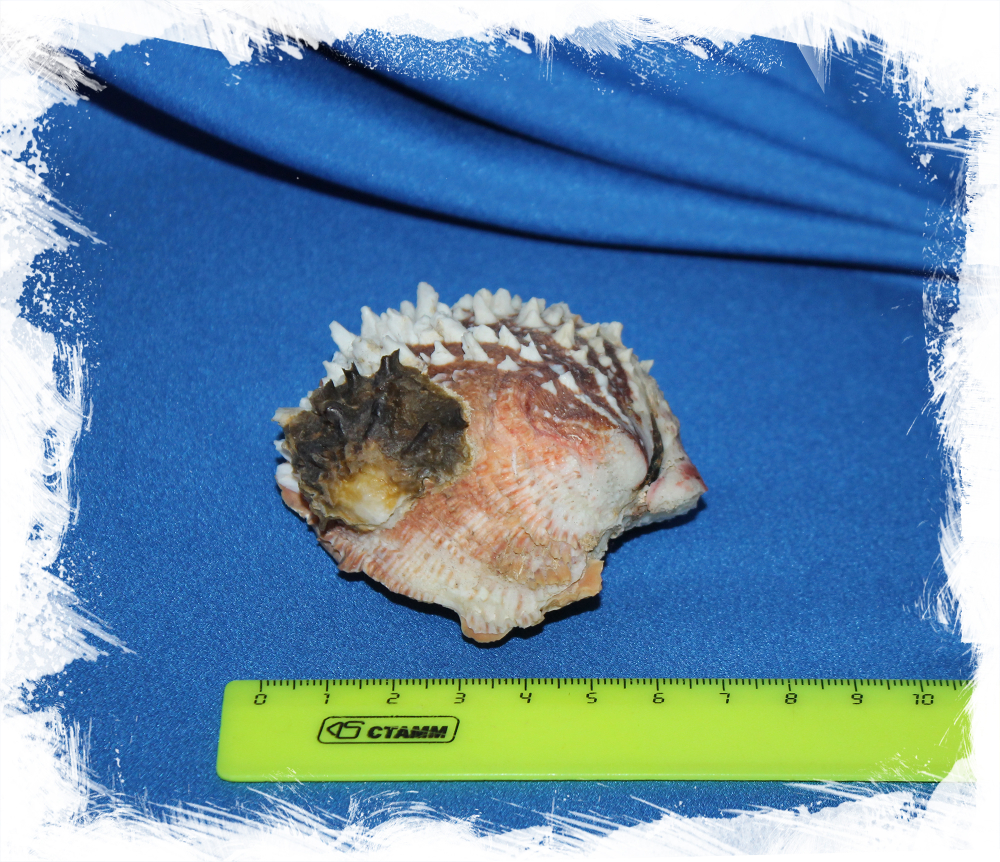 Chama dunkeri, Chama semipurpurata, Хама Дункери