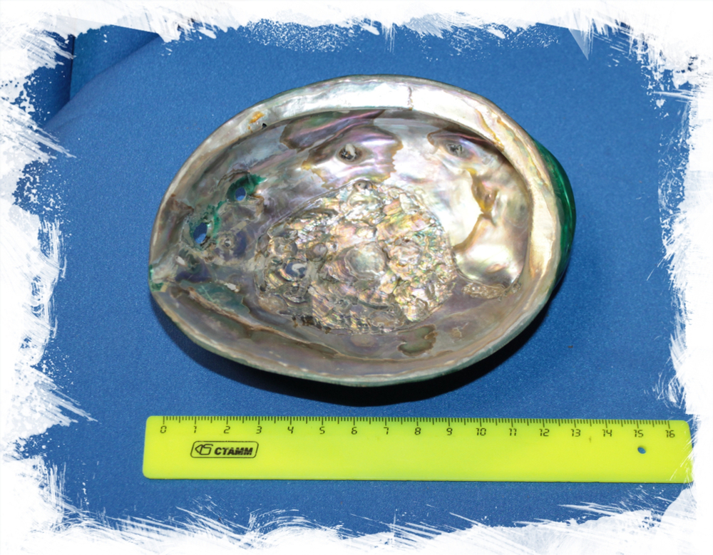 Галиотис Зеленый (крашеный), 11-13см, 1шт