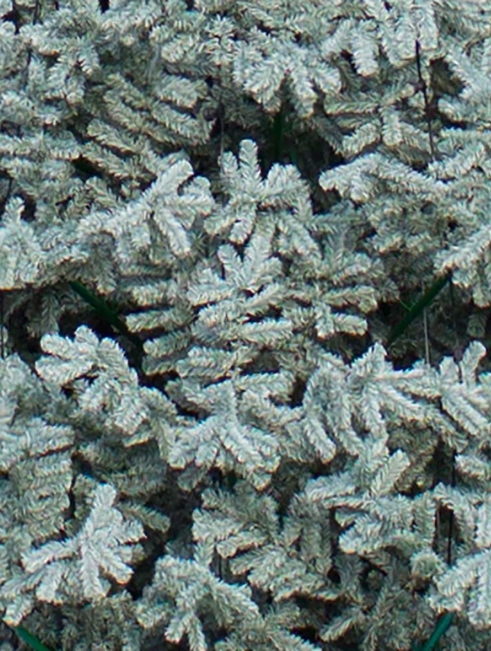 Уличная елка ствольная "Альпийская изумрудная" (пвх бело-зелёная) 9 м