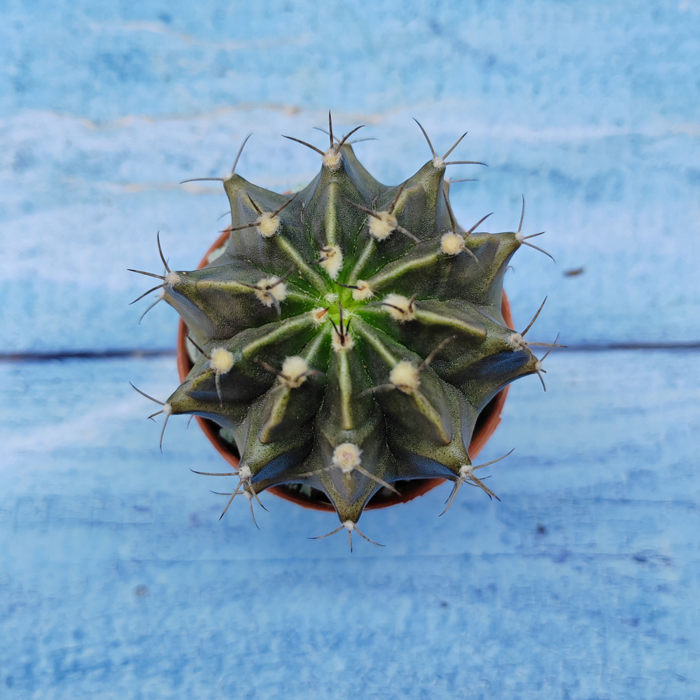 Gymnocalycium Friedrichii (Гимнокалициум)