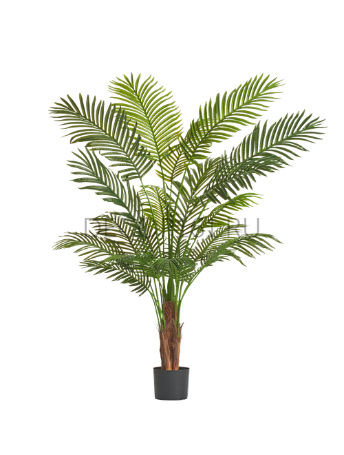 Пальма Арека Хризалидокарпус New в-150 см (Sensitive Botanic) 2/2 10.11955N