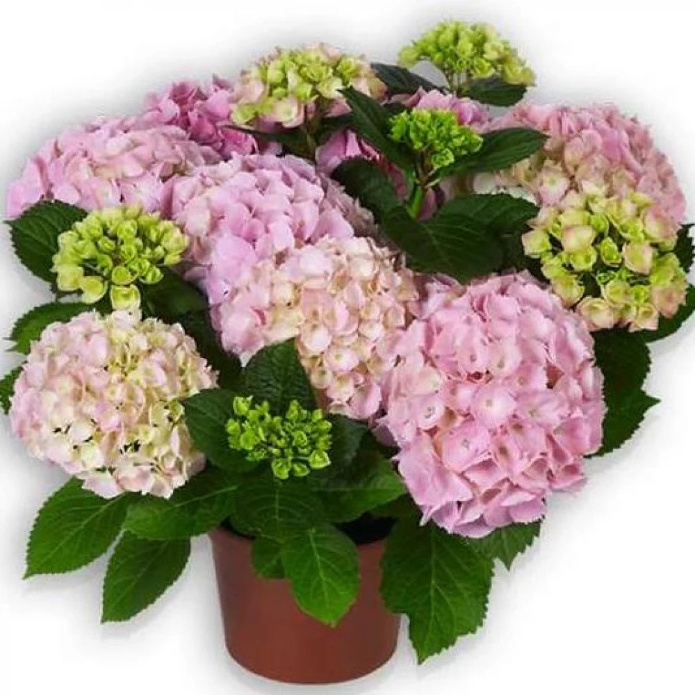 Pink sensation, Р11 (5/6+) (розовый) Европа. (цветущая)