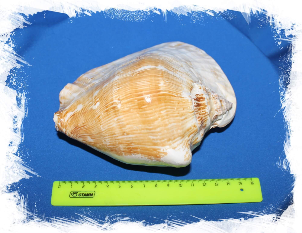Стромбус Латиссимус размер