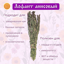 Лофант анисовый пучок.