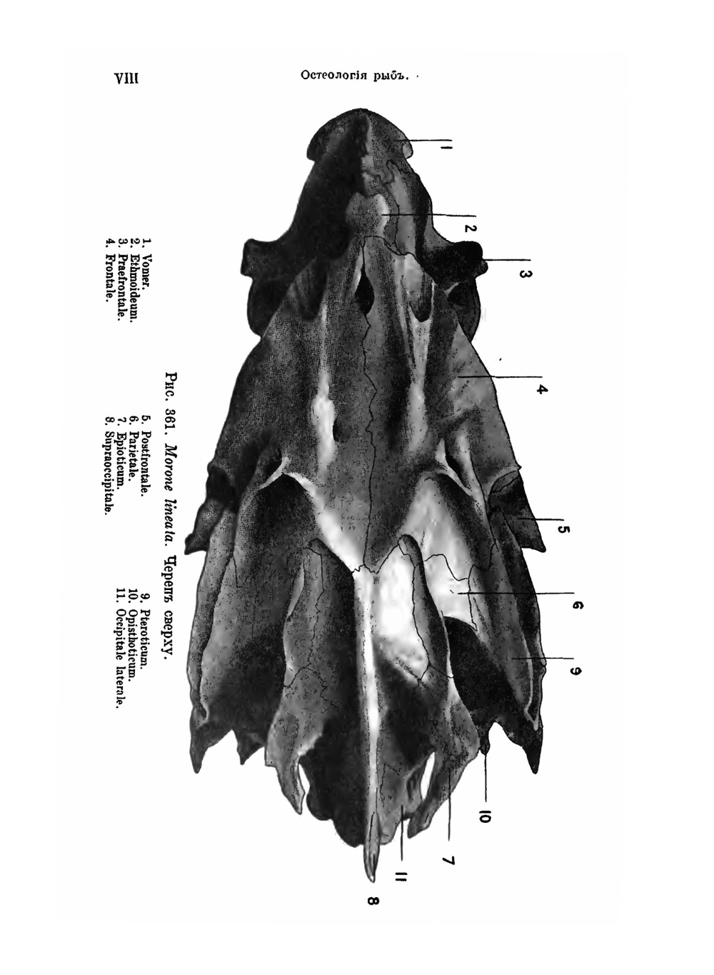 Рыбы пресных вод Российской империи | Л.С. Берг