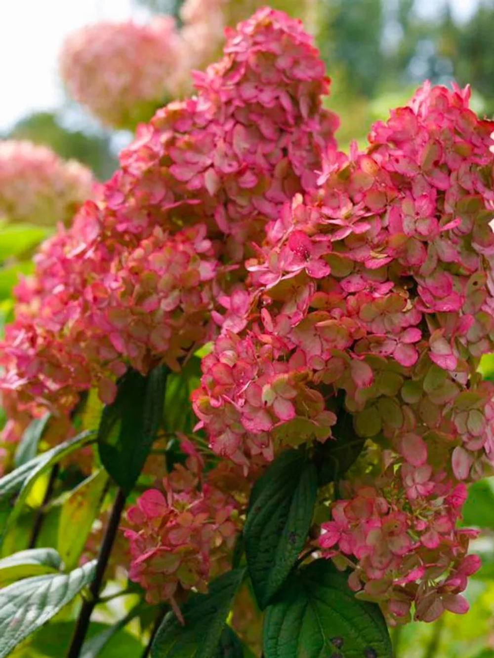 Гортензия метельчатая Файер Лайт-огненный свет (Hydrangea paniculata Fire Light)