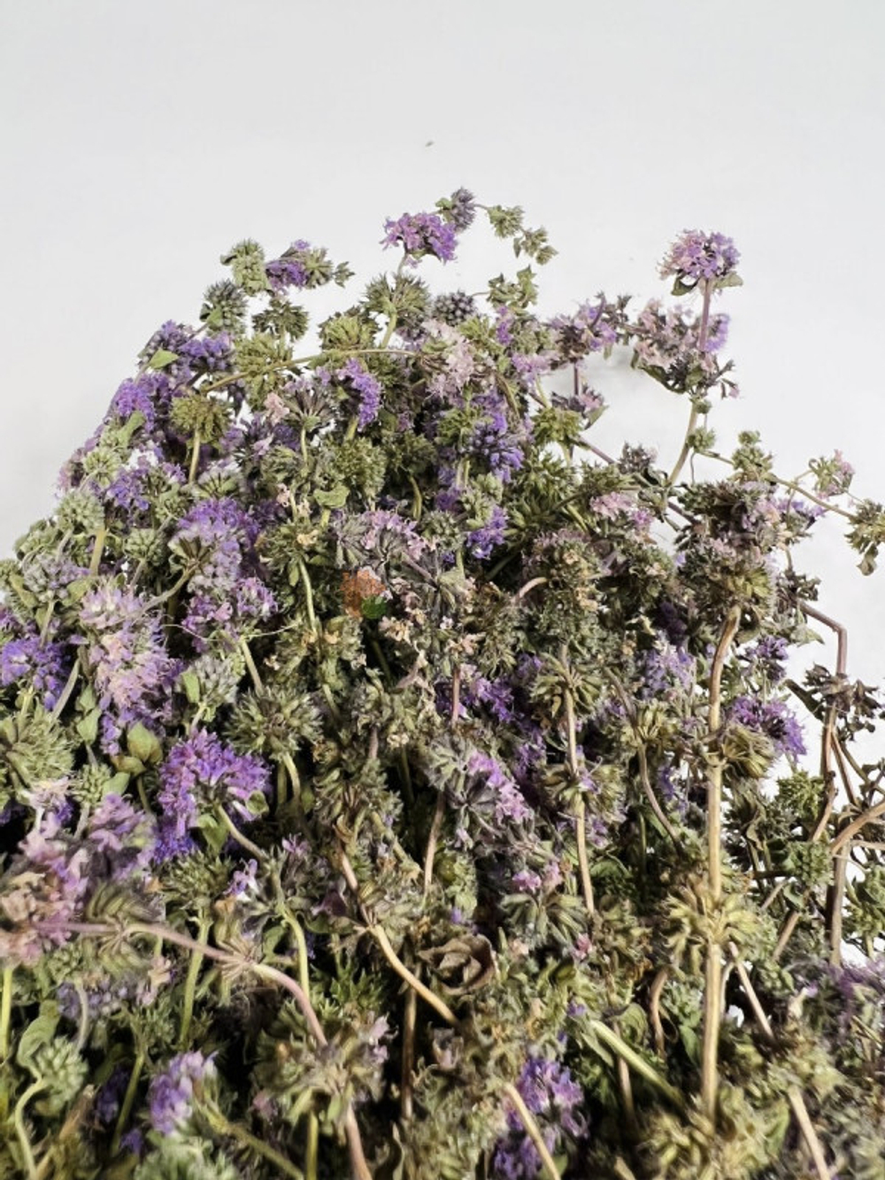 img_30-11_E_032.jpg