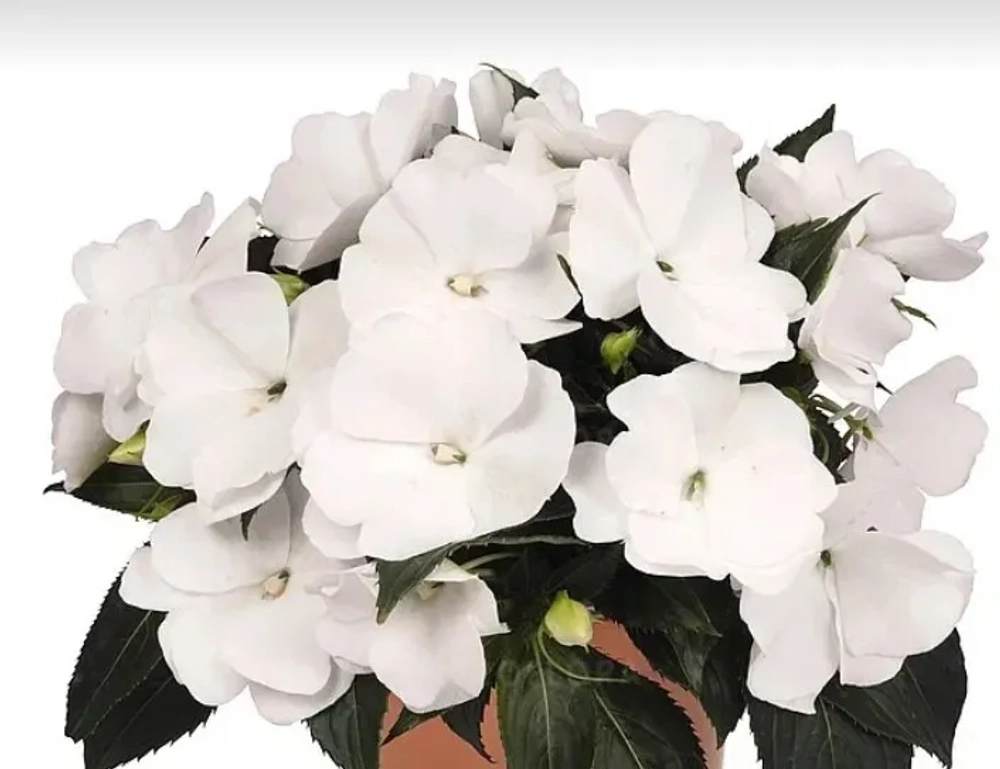 Бальзамин новогвинейский Magnum Pure White