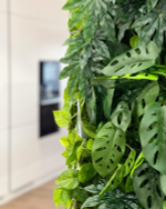 Монстера Obliqua 50 см.