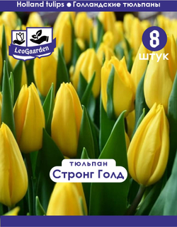 Тюльпан Луковица, Стронг Голд, 8шт