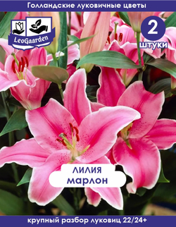 Луковичные цветы лилия марлон, разбор 22/24, 2 шт