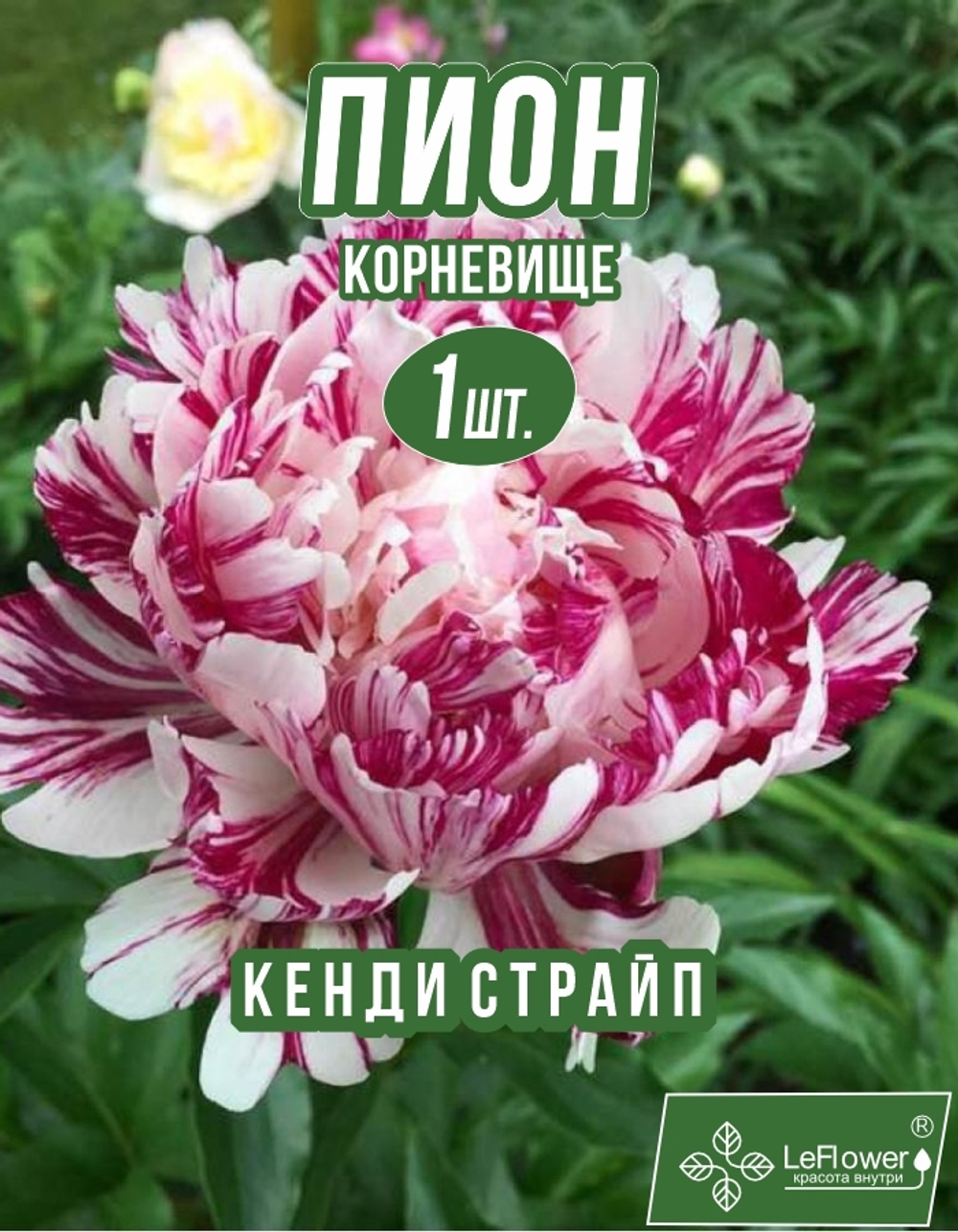 Пион Корневище, Кэнди Страйп, 1шт