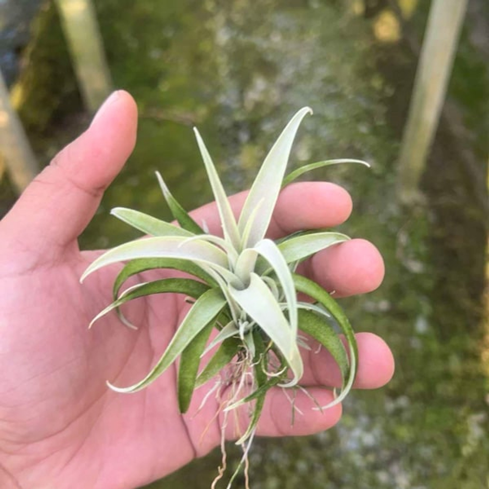 Тилландсия capitata Silver Rose