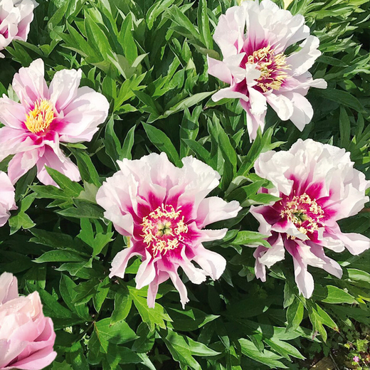 Пион Раггеди Энн 3-5 почек Закупка М81 октябрь 2026