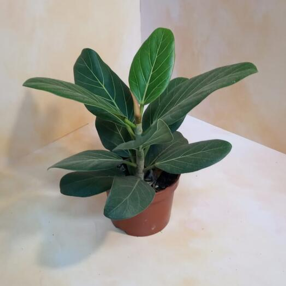 Фикус Андрей