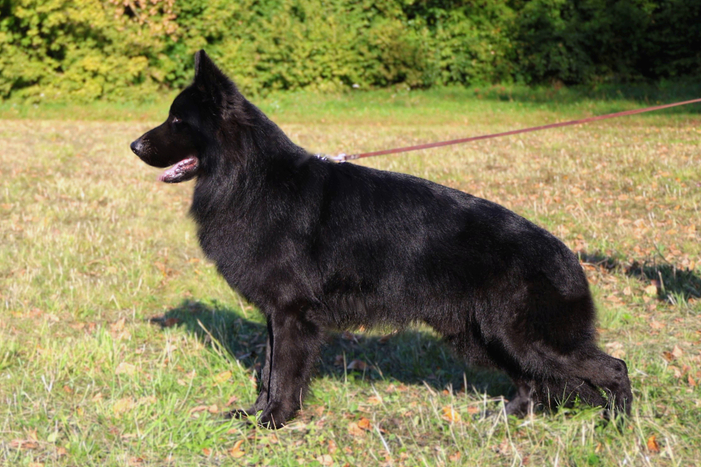 Софтнес Флинт ЯГУАР