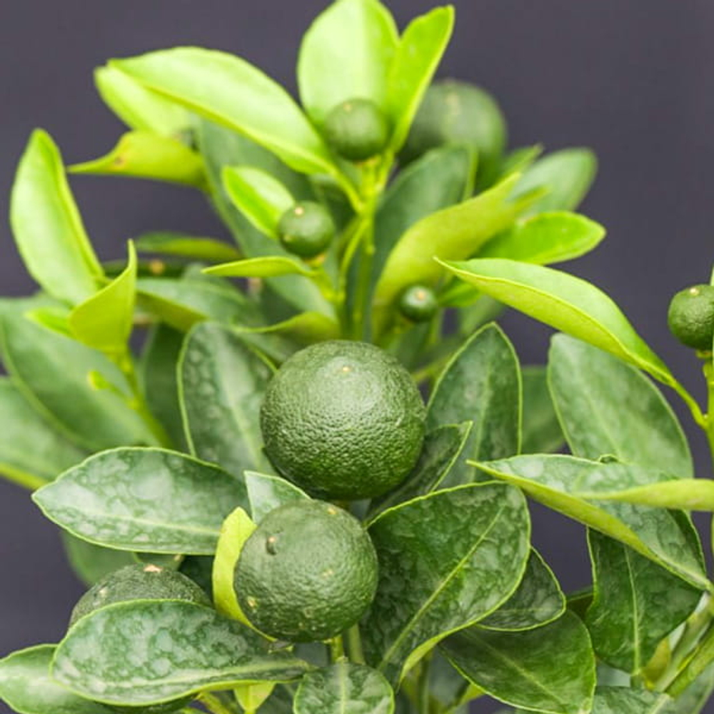 Круглый кумкват – Citrus japonica green