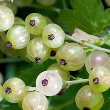 Смородина белая Смольяниновой (2-летняя) ОКС