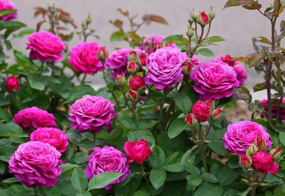 Хайди Клум (Heidi Klum Rose)