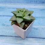 Haworthia Comptoniana Hybride hybrid (Хавортия)