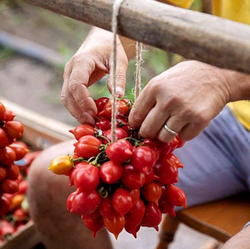 Помидоры - Pomodorino del Piennolo del Vesuvio - Черри Пьенноло Дель Везувио