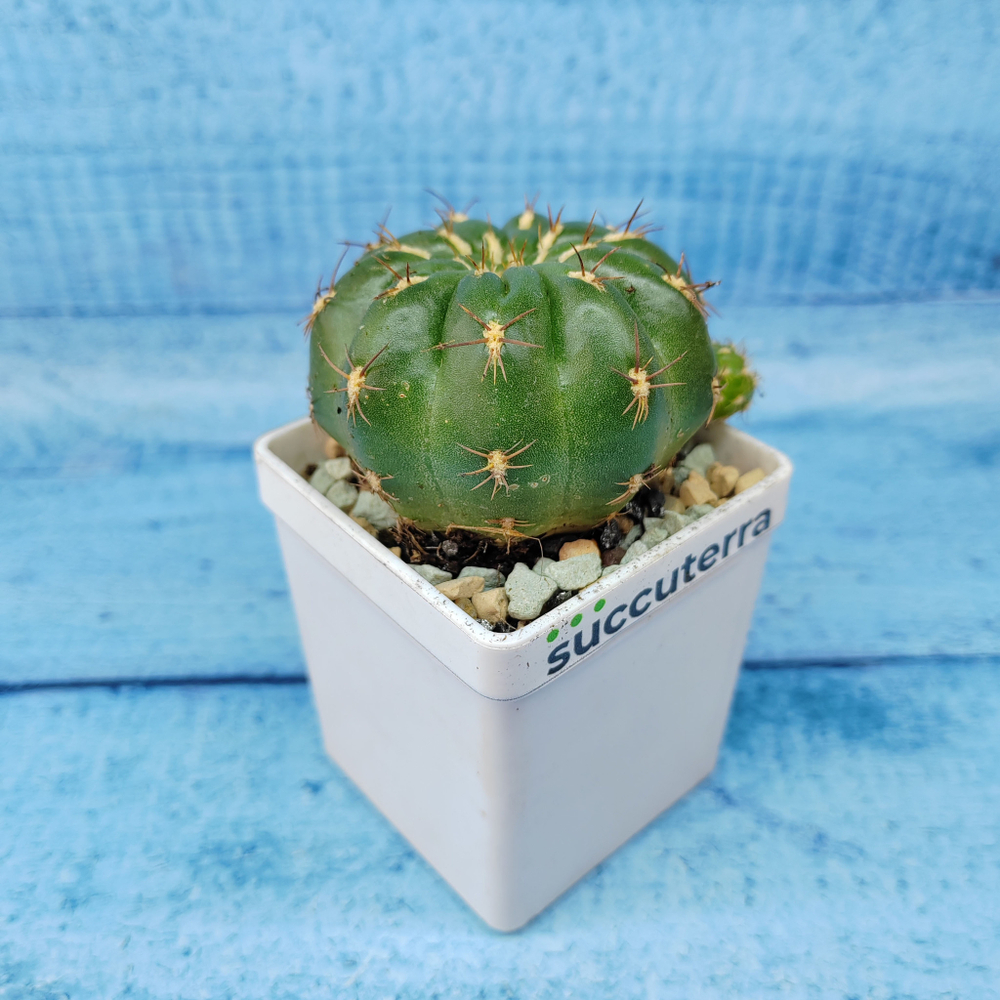 Matucana Polzii (Матукана)