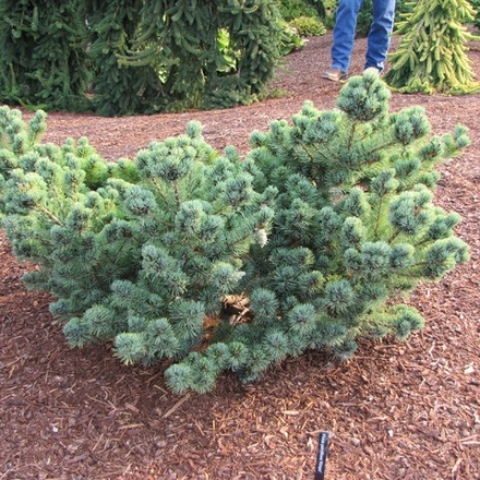 Сосна мелкоцветковая Негиши