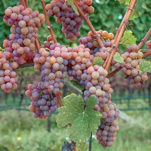 Гевюрцтраминер (нем. Gewürztraminer) - розовый сорт винограда