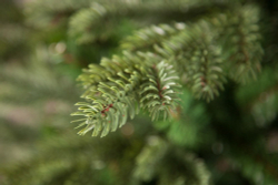 Ель Шервуд Премиум Стройная 120см зеленая Triumph Tree