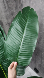 Банановая пальма 120 см без кашпо / Арт 3070