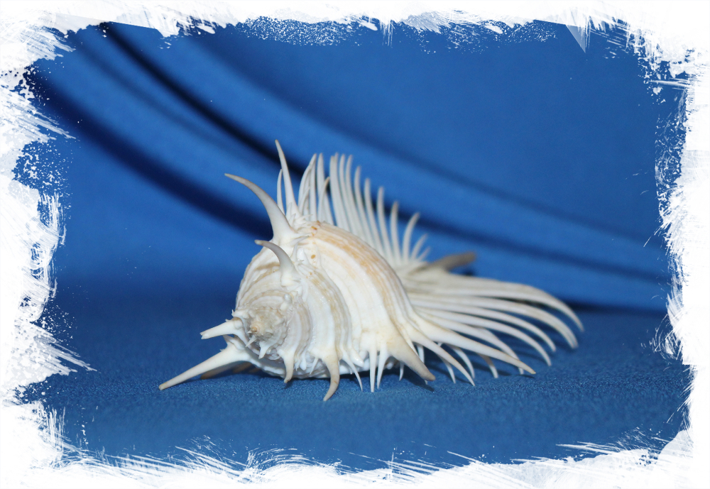 Раковина Мурекс пектен, Murex pecten, Гребень Венеры