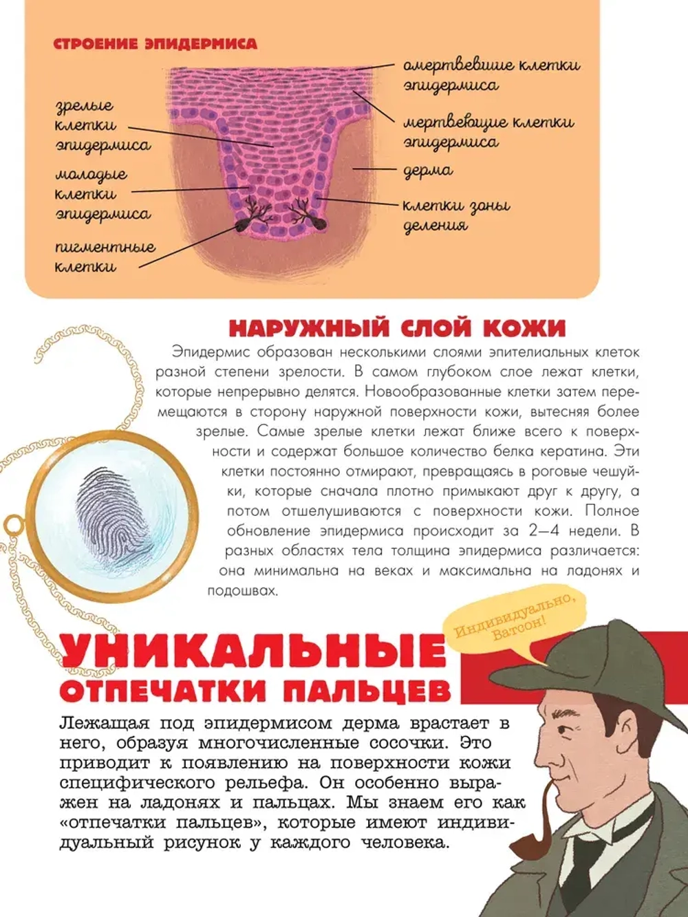 Тело человека