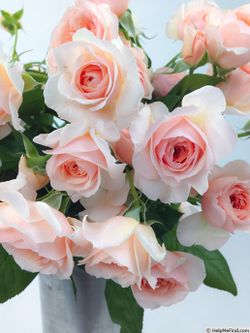 Кицуна (Kizuna)