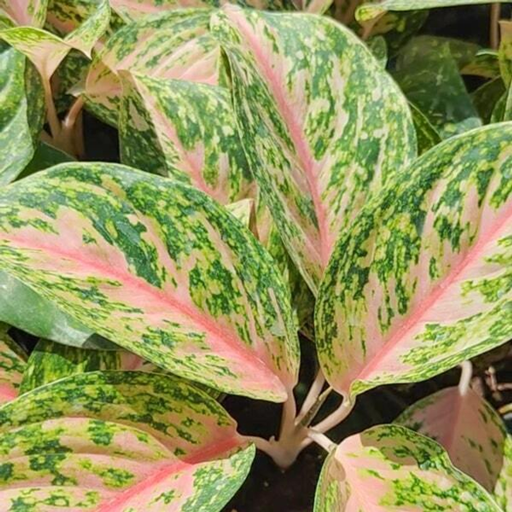 Аглаонема SAMPAO THONG