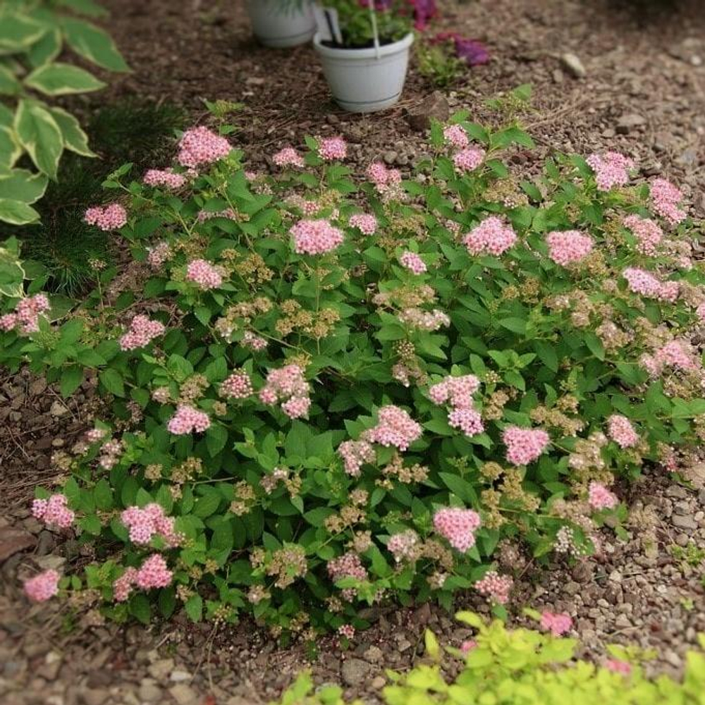 Спирея японская Литл Принцес С15 30-40