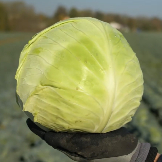 ТОРЕАДОР F1 семена капусты белокочанной Syngenta купить – фото 2