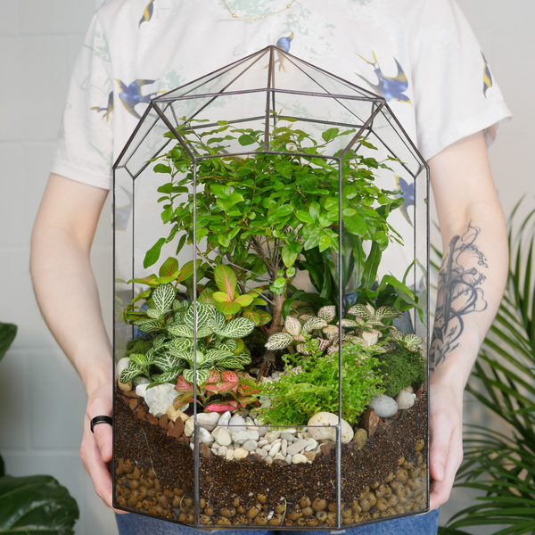 Флорариум Ботанический сад с бонсай XL