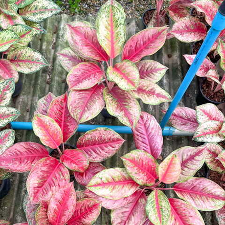 Аглаонема SUPER RED 10 KARAT