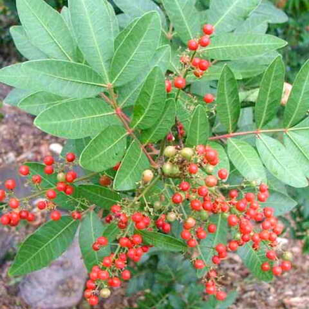 Перечное дерево бразильское – Schinus terebinthifolia