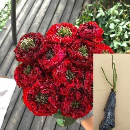 Роза Ред Ай чайно-гибридная саженец с ОКС.