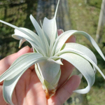 Тилландсия xerographica pup