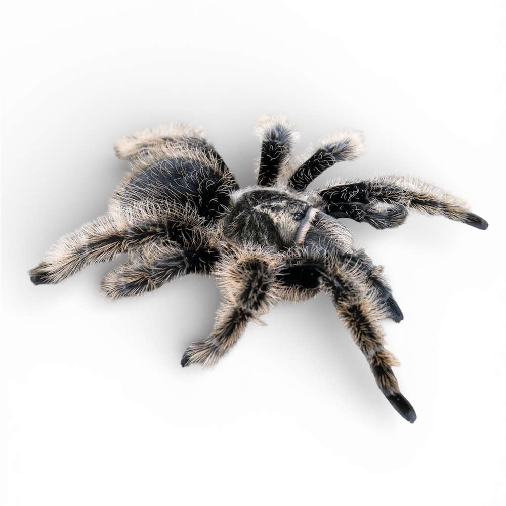 Паук-птицеед Brachypelma albopilosum Nicaragua (Брахипельма альбопилозум)