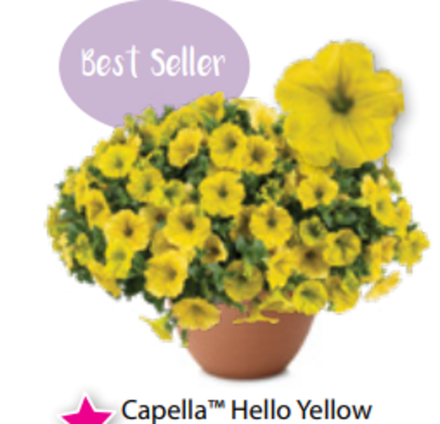 ЕВРО Петуния Capella Hello Yellow ОКС укорененные черенки