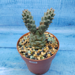 Tephrocactus Articulatus Diadematus (Тефрокактус)