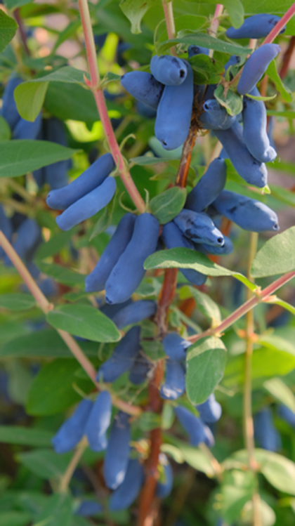 Жимолость Сибириада