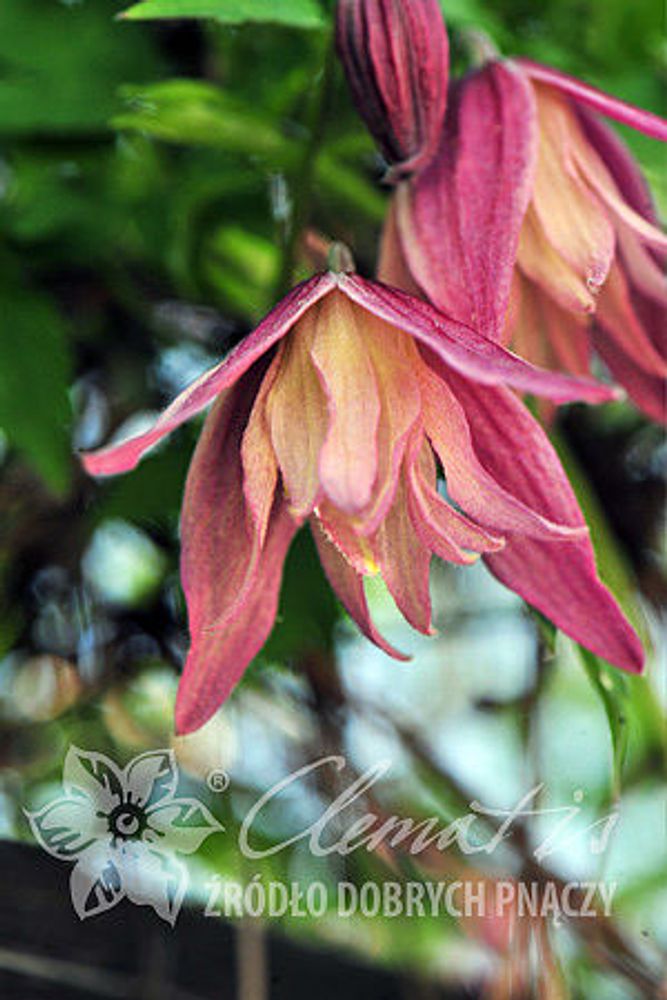 Клематис альпийский Дженни Закупка М33 апрель 2026 Клематис альпийский Дженни Закупка М33 апрель 2026