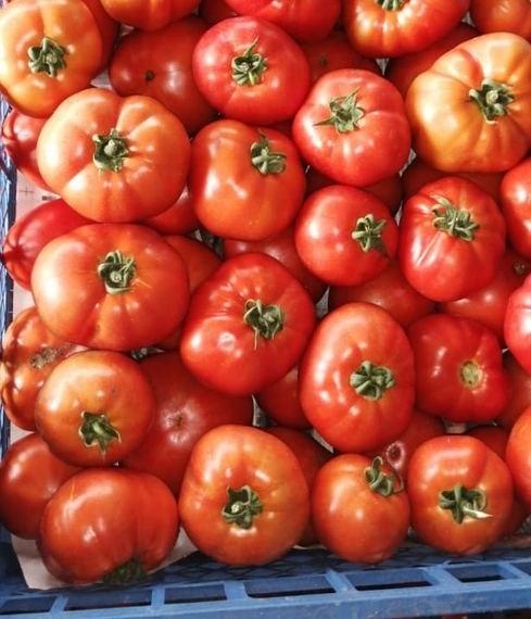 Дебют F1 семена томата детерминантного (Seminis / Семинис) продукт