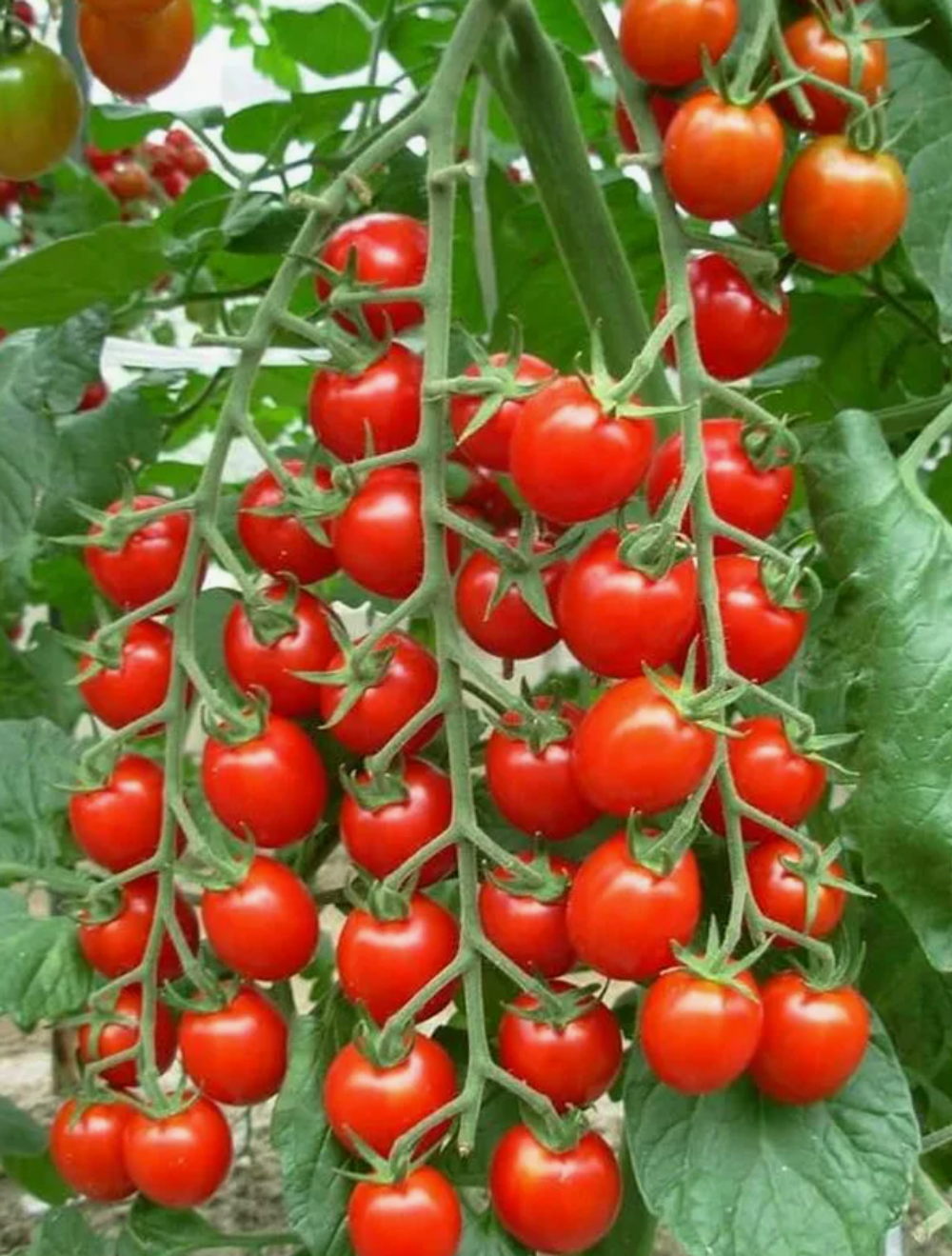 Томат Виноградная гроздь черри детерминантный , готовая к высадке рассада МАЙ ЗКС 1 литр