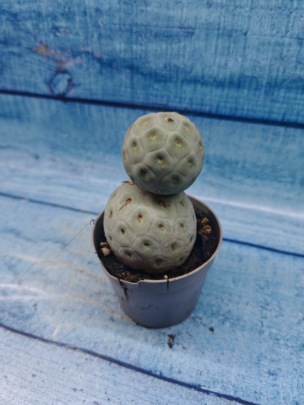Tephrocactus Geometricus (Тефрокактус)
