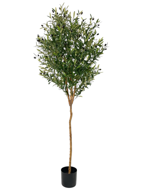 Олива 180 см.